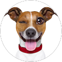 taxi animalier profile picture